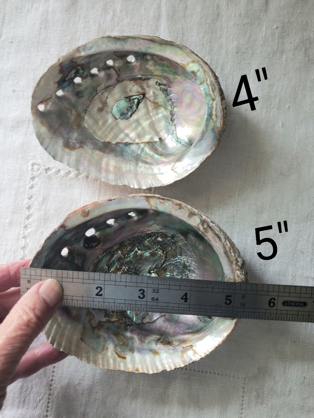 2 Abalone Shells - Picture 2 of 7